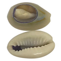 Ebo Braid Hair Decorations Shell 10 Pcs Ebo Braid Hair Decorations Shell 10 Pcs